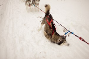Braeburn Siberians - just taking a snow break!