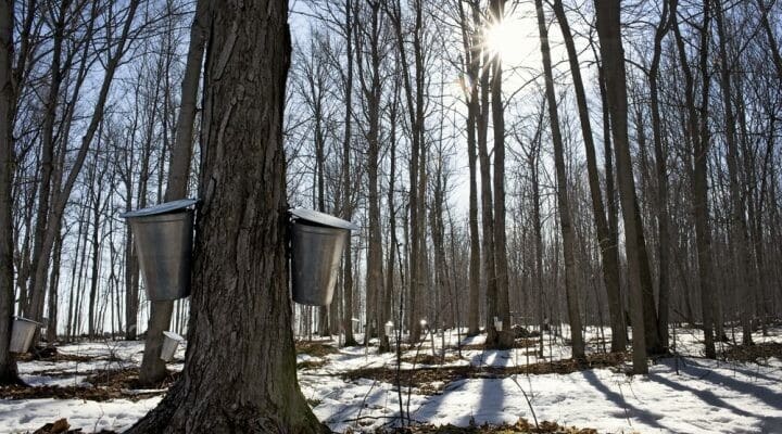 Image of maple syrup buckets 0 720x400 1