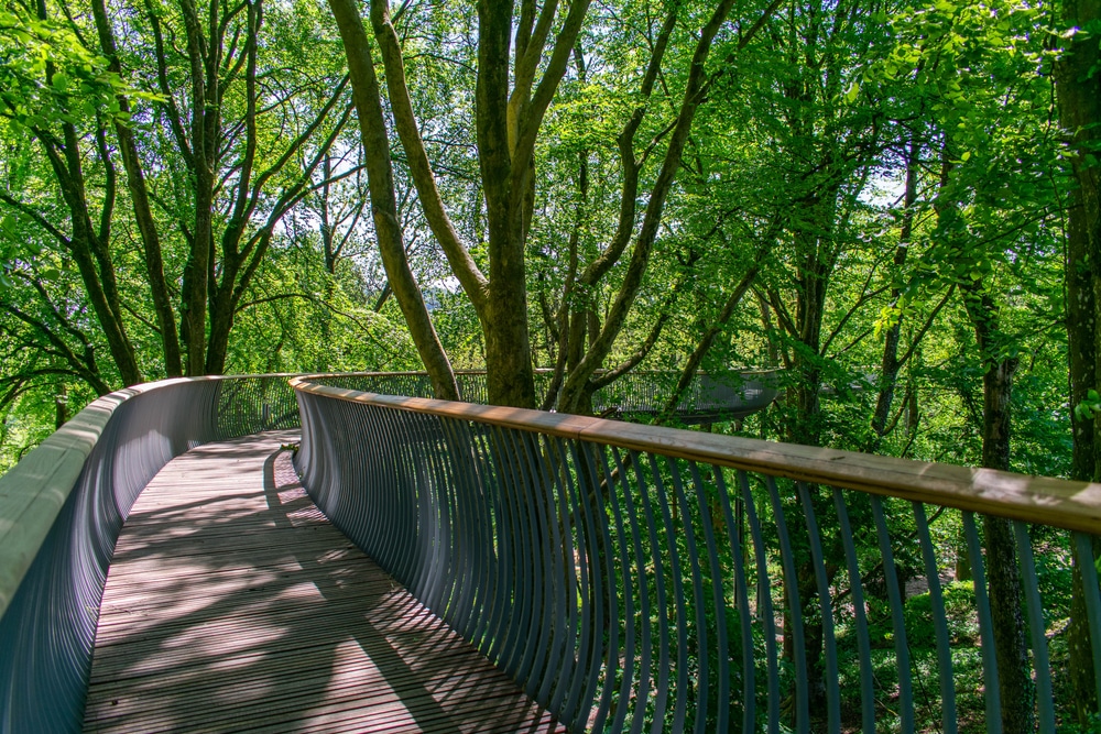 A elevated boardwalk through the treetops, like what you'll find at the Vermont Institute of Natural Science in Quechee